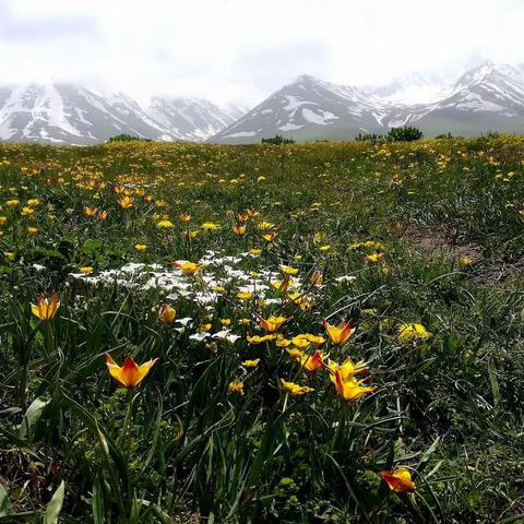 花海之乡伊犁新源县天山北坡那拉提空中草原及整个南山北坡，都开满各种野山花，让整个世界都倾入在花的海洋里