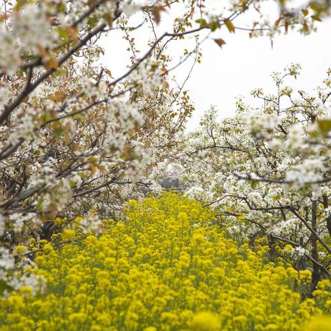 梨花油菜花盛开的地方