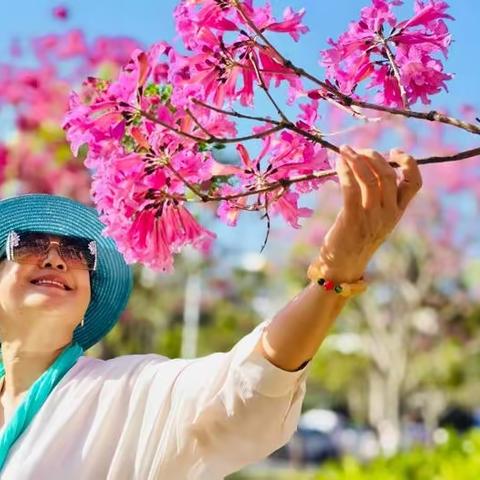 【美日一帽】，我爱紫花风铃木