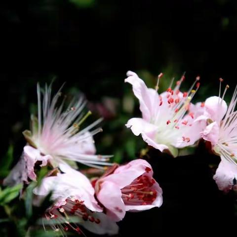 在那桃花盛开的地方