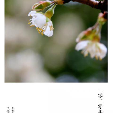又是一年樱花季