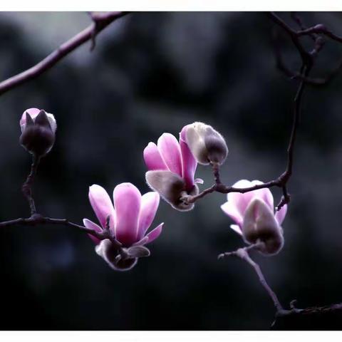 玉兰枝头春又回