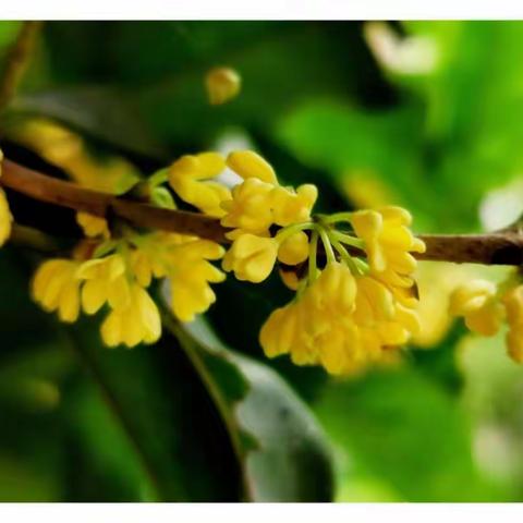 秋雨落  桂花香（手机拍摄）