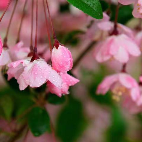 一片春心付海棠