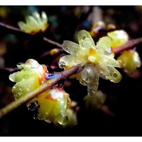 冰清玉洁腊梅花（手机拍摄）