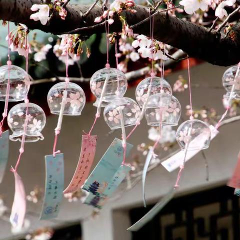 不负春光樱你而来