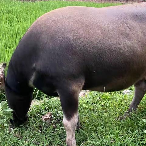 爸妈的忙碌辛劳各类型的大牛小牛🐮都有出售有需要的朋友请联系13890534362微信同步