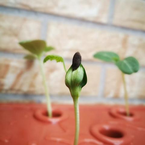 柯小水培植物角