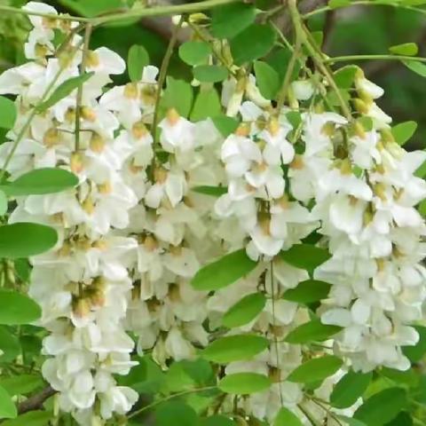 东风一夜玉花开