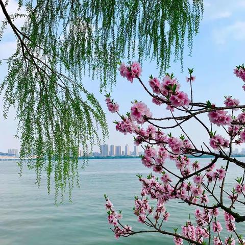 七绝组诗·碧柳依依桃灼灼