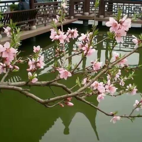 诗词一组·十里春风拂柳堤