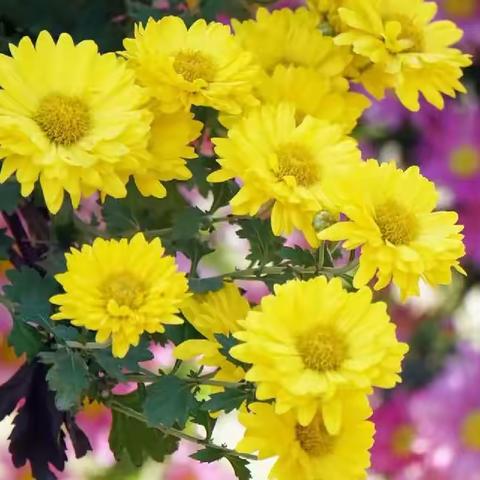 风送花香十里长