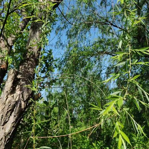 又是一年槐花香