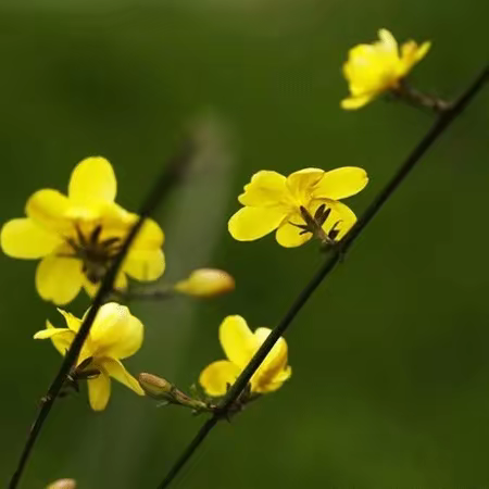 七律·癸卯年春庆生有感（外三首）