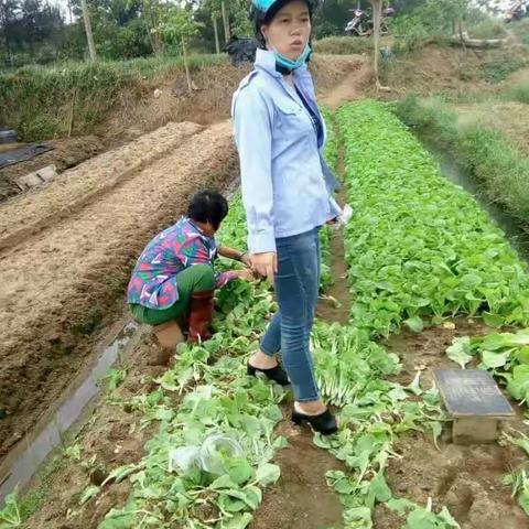 西秀镇检测员做好菜地防风防御工作