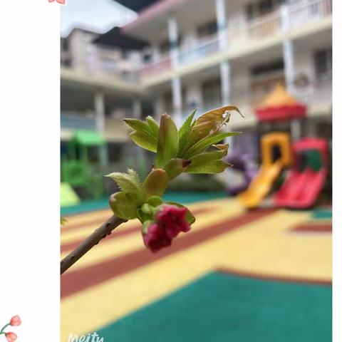 《找春天》大三班主题活动