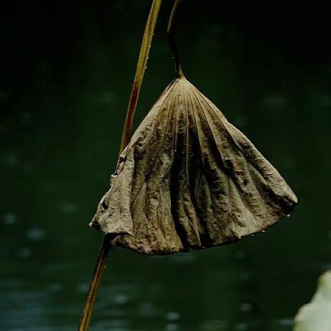 残荷 摄影:骆赞海