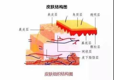 中胚层疗法真正给肌肤喝饱水