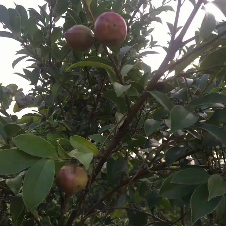 茶树果