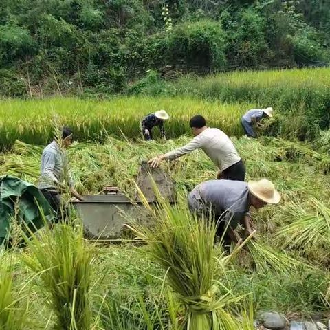 撂荒地变良田，晏坝镇田坝社区水稻喜丰收