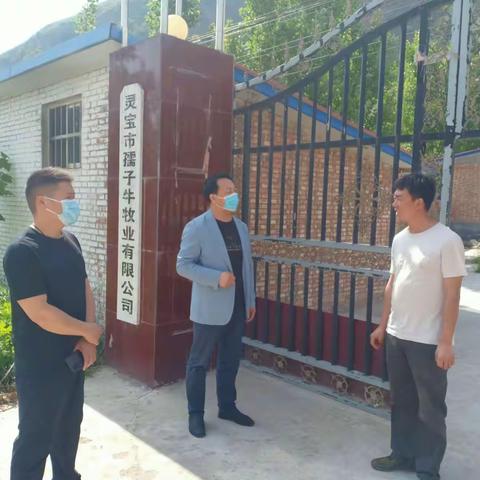 【灵宝农业】加强青贮饲草管理   确保粮食生产安全