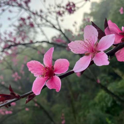 《诗经》、桃花和美人