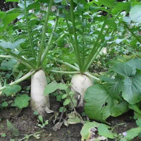天干物燥，秋润肺，绿野寻踪一碗汤，饭桌上的美味——腌制萝卜