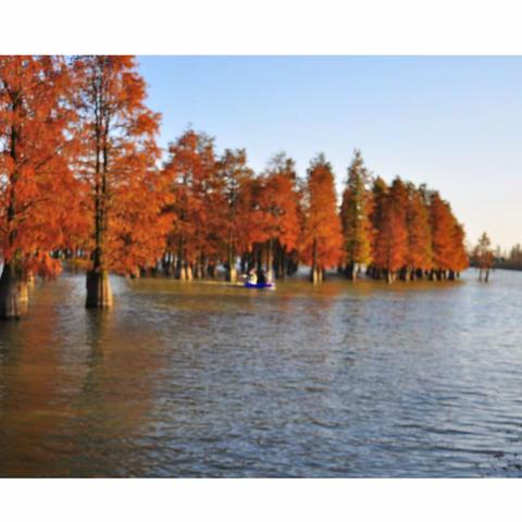 芦苇荡漾，情恨悠长的缠绵往事（六）