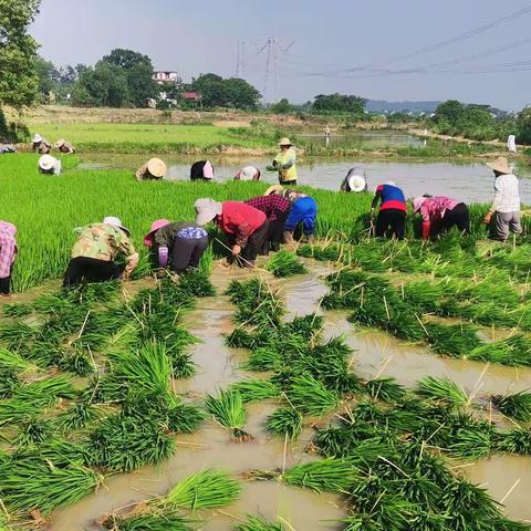 乡村迷情：漂亮的姐姐让人难忘（一）