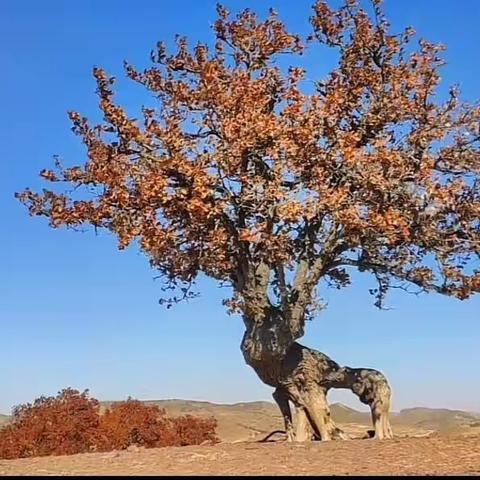 乡村迷情：漂亮的姐姐让人难忘（二十三）