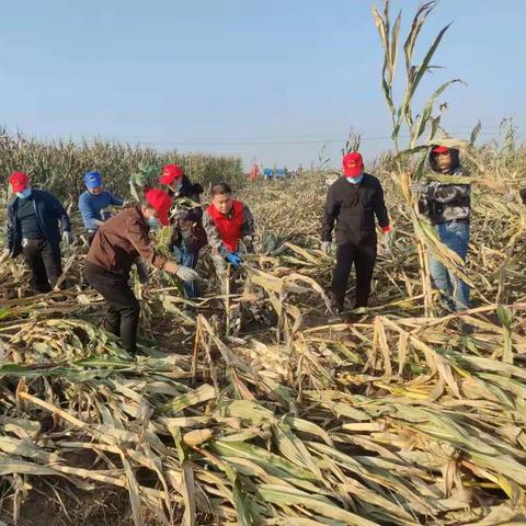 自救加他救，金秋保丰收——南唐乡抢收抢种在行动