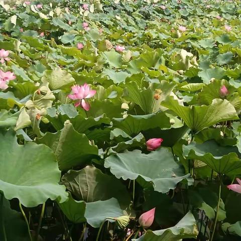 巩义站街荷花湖