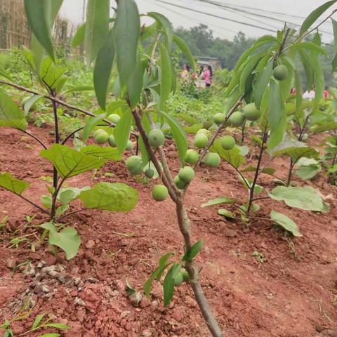 二、2班的“劳动之旅”