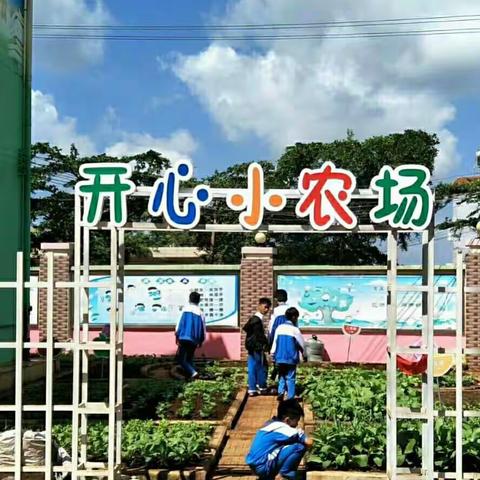 智慧的萌芽一一一美安小学田园记