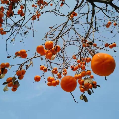 《陌上秋已尽•人间雪未来》