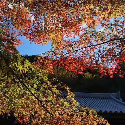 《看着深秋的风景•时光里栖息着忧伤》