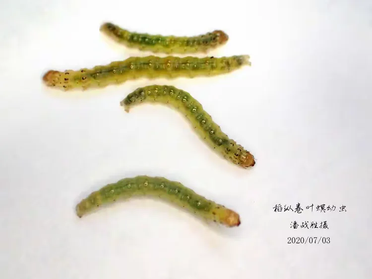 稻纵卷叶螟幼虫体色观察