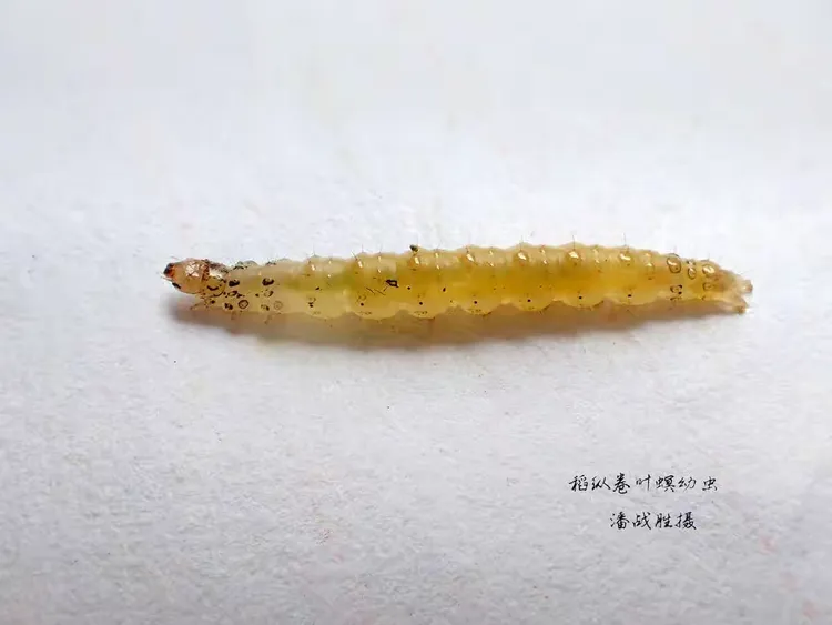 稻纵卷叶螟幼虫体色观察