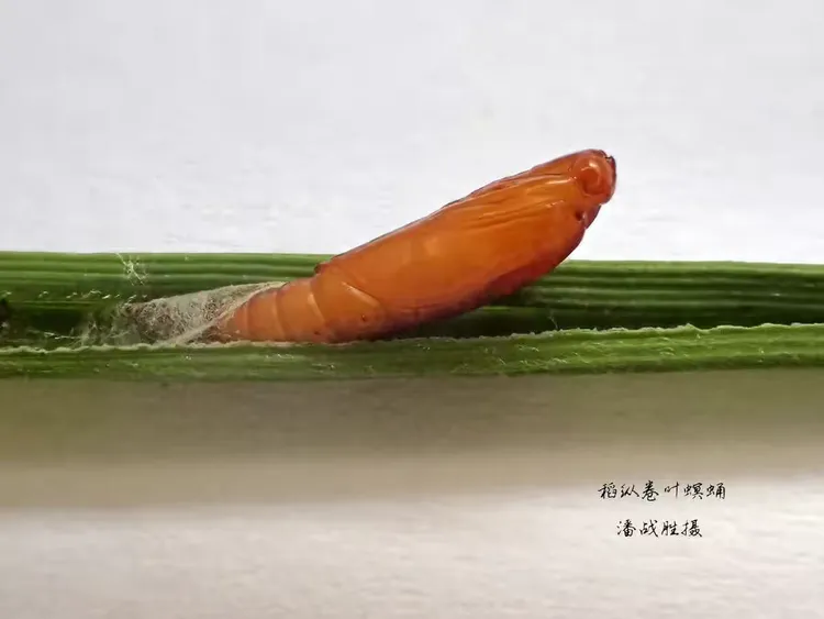 稻纵卷叶螟幼虫体色观察