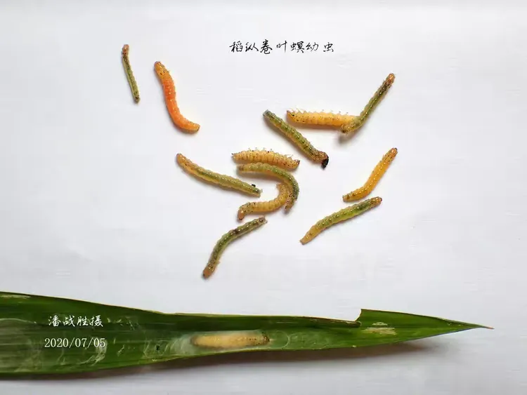稻纵卷叶螟幼虫体色观察