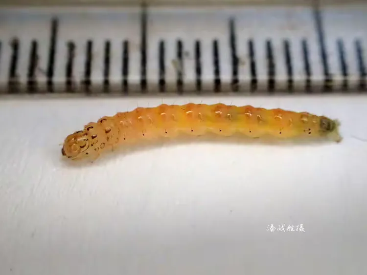 稻纵卷叶螟幼虫体色观察