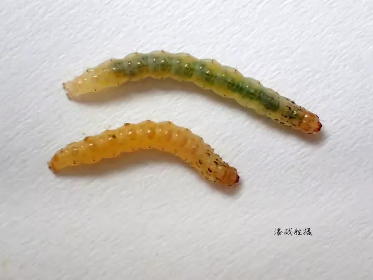 稻纵卷叶螟幼虫体色观察