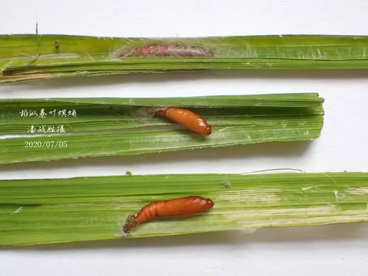 稻纵卷叶螟幼虫体色观察