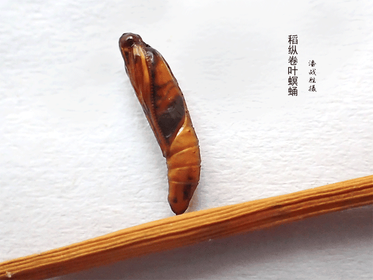 稻纵卷叶螟幼虫体色观察