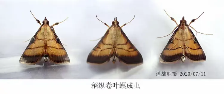 稻纵卷叶螟幼虫体色观察