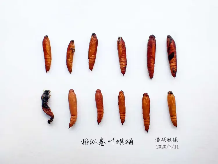 稻纵卷叶螟幼虫体色观察