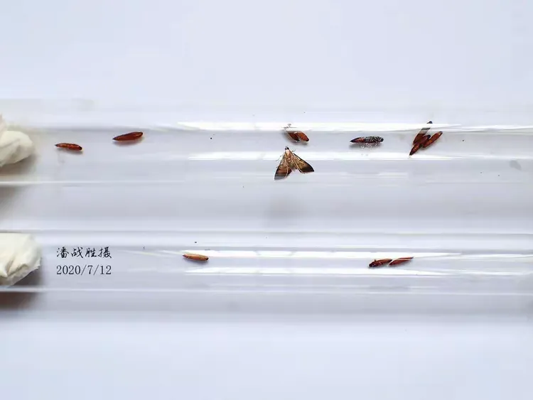 稻纵卷叶螟幼虫体色观察