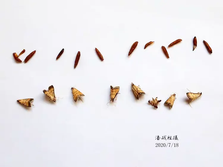 稻纵卷叶螟幼虫体色观察
