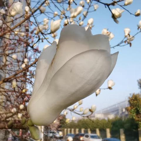 和祥佳园花开富贵