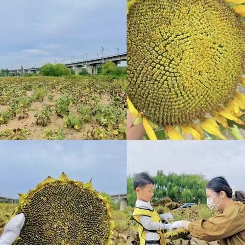 活动（一）亲子采摘团